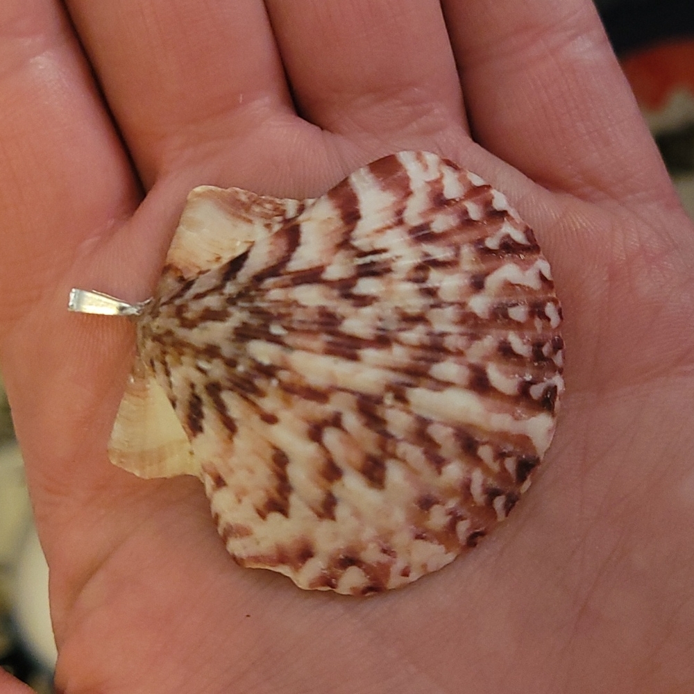 Beautiful SeaShell Pendant necklace